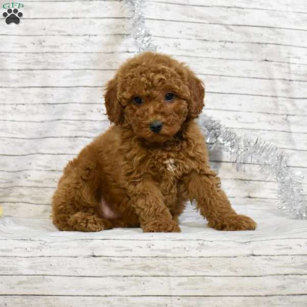 Sparkle, Mini Goldendoodle Puppy